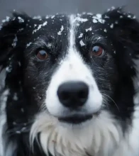 Köpek Soru Cevap